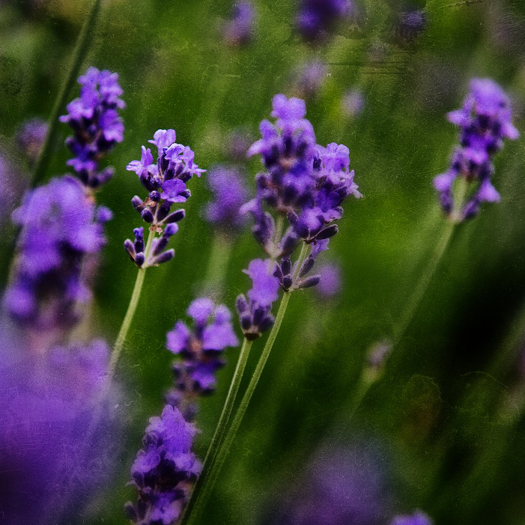 Lavendel-haslefoto.jpg